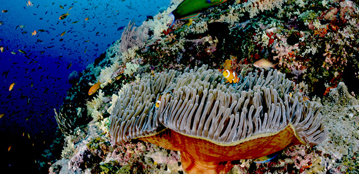 Barefoot Holidays Corals